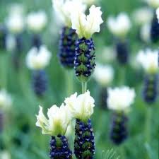 Lavandula stoechas Tiara