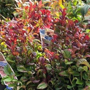 Leucothoe Curly Red