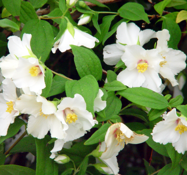 Philadelphus lemoinei Belle Etoile