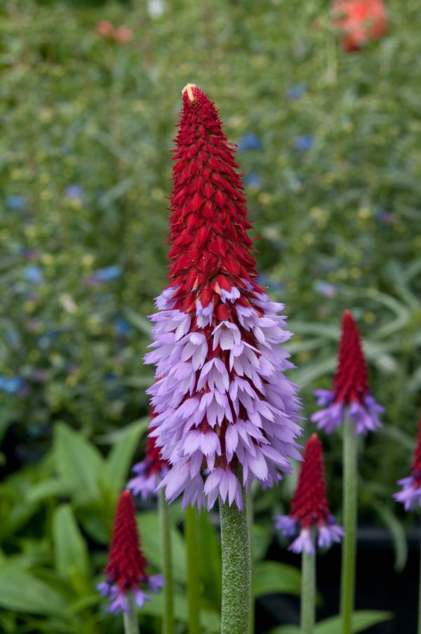 Primula Viallii