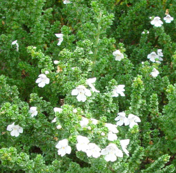 Prostanthera cuneata