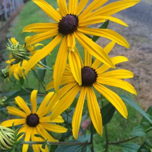 Rudbeckia Goldsturm