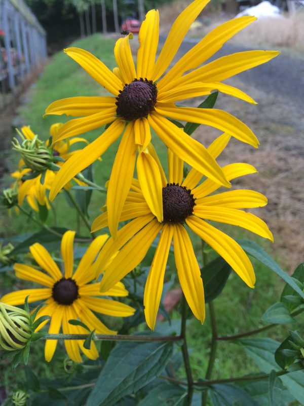 Rudbeckia Goldsturm