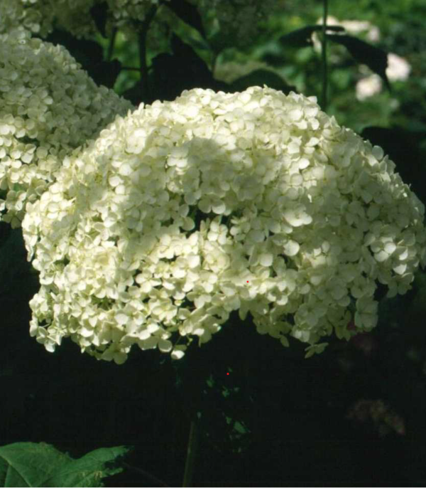 Hydrangea arborescense Anabelle - Image 2