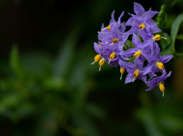 Solanum crispum Glasnevin