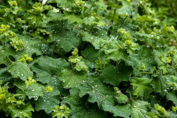 Alchemila mollis