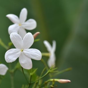 Jasmine officinale