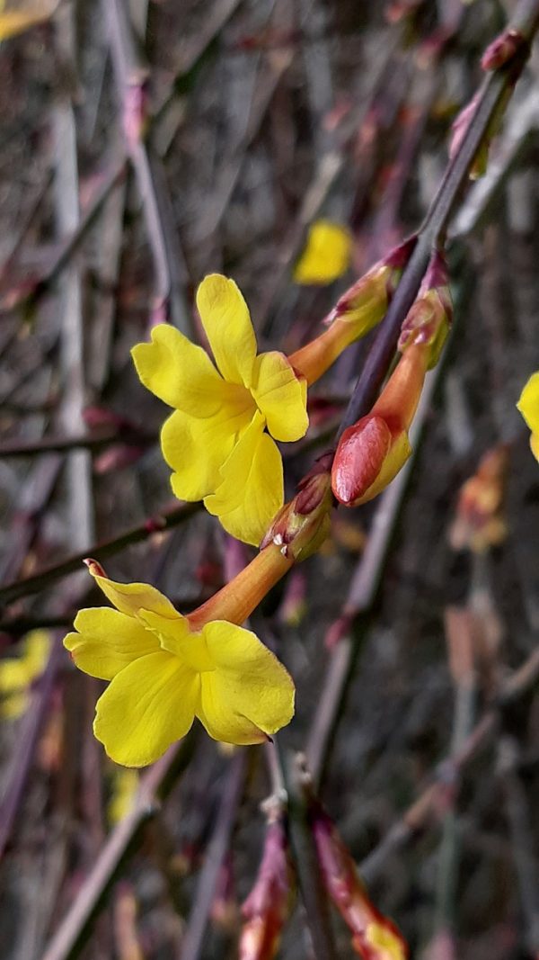 Jasmine nudiflorum