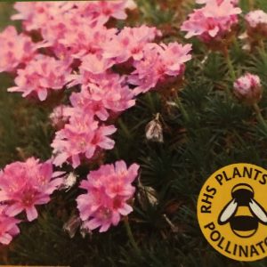 Armeria juniperifolia