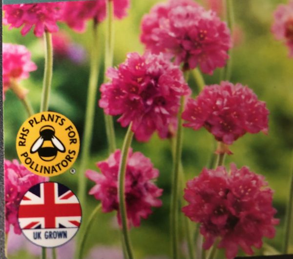 Armeria Nifty Thrifty