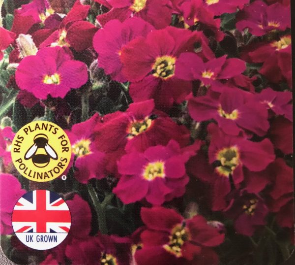 Aubrieta Burgundy