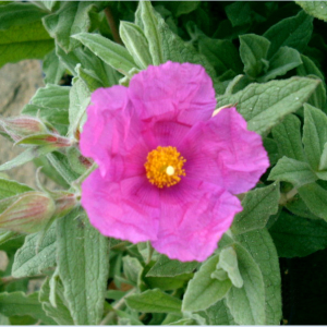 Cistus x pulverulentus Sunset