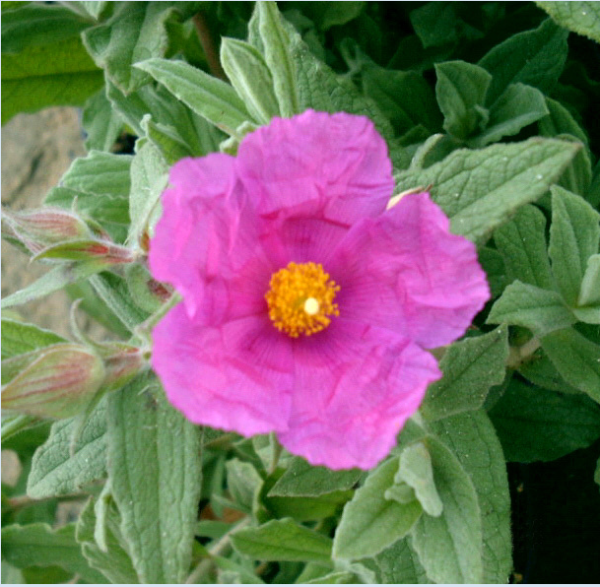 Cistus x pulverulentus Sunset
