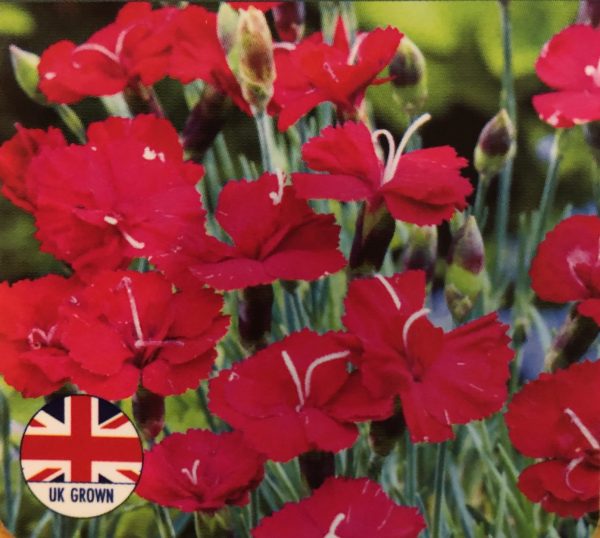 Dianthus Fusilier