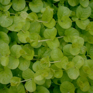 Lysimachia nummularia Aurea