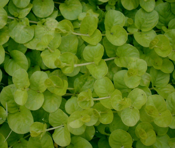 Lysimachia nummularia Aurea