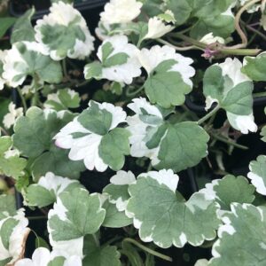 Nepeta glechoma variegata