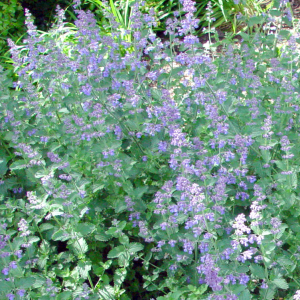 Nepeta Walkers Low