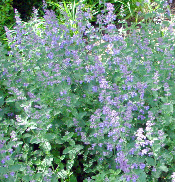 Nepeta Walkers Low
