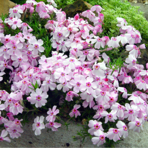 Phlox Amazing Grace