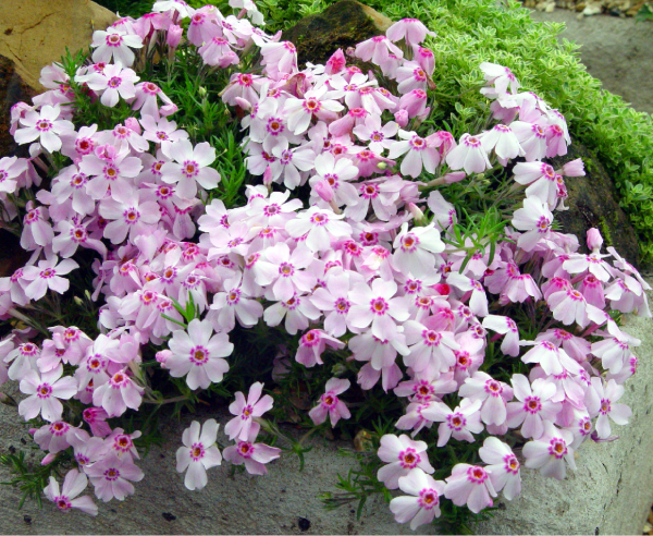 Phlox Amazing Grace