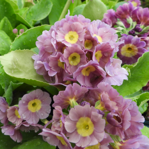 Primula auricula