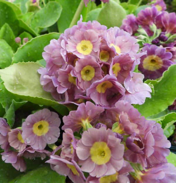 Primula auricula