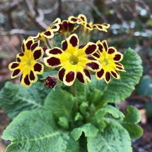 Primula Gold Lace