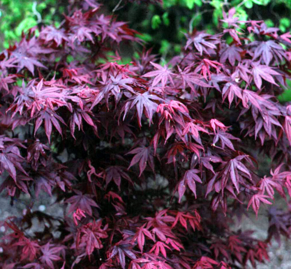 Acer palmatum Bloodgood