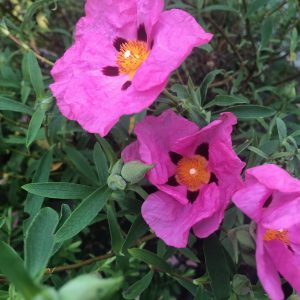 Cistus purpureus