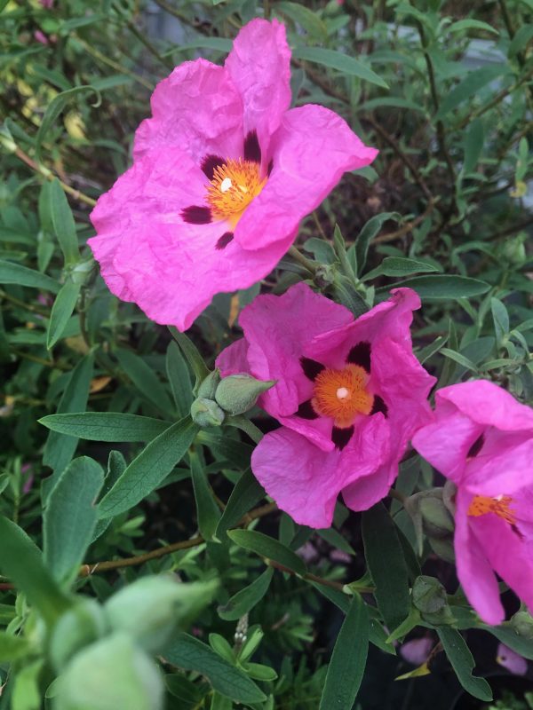 Cistus purpureus