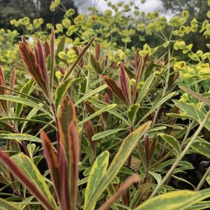 Euphorbia Ascot Rainbow