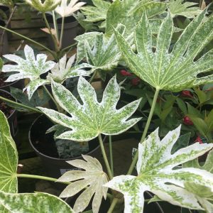 Fatsia japonica Spider's Web