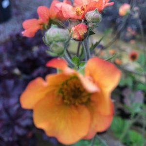 Geum Totally Tangerine