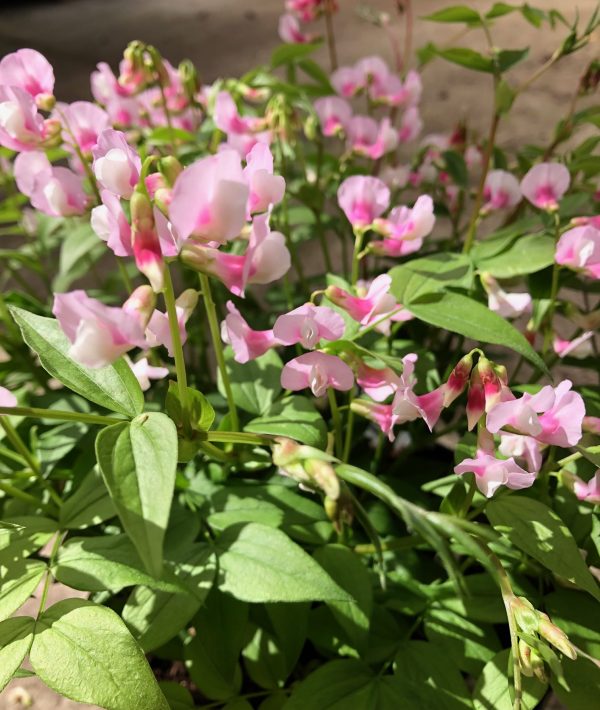 Lathyrus vernus - Image 2