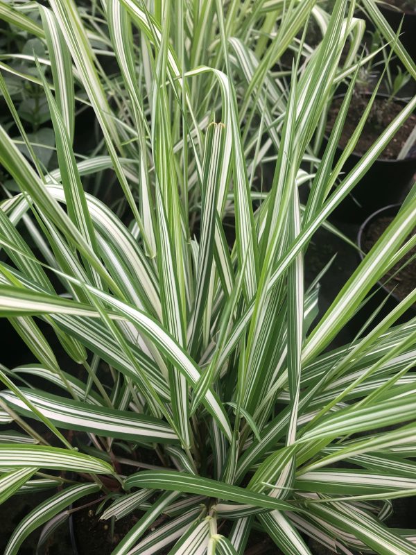 Phalaris arundinacea Picta