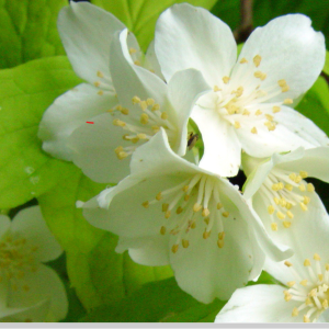 Philadelphus coronarius Aureus