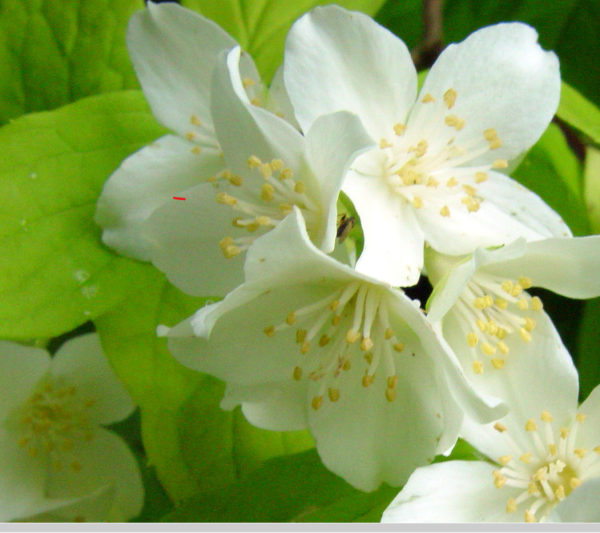 Philadelphus coronarius Aureus