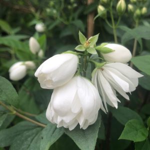 Philadelphus Snowbelle