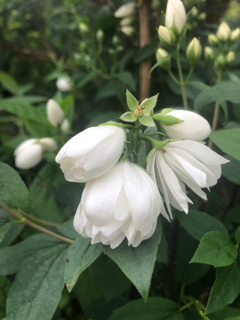 Philadelphus snowbelle hotsell