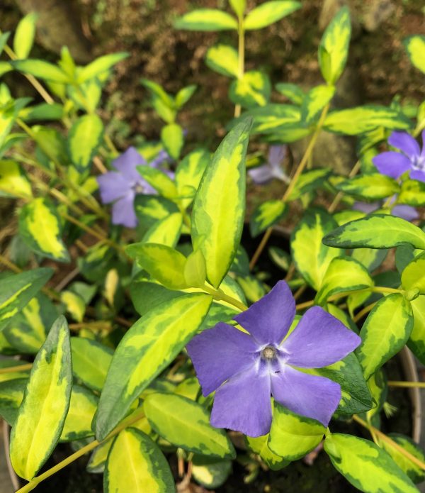 Vinca minor Illumination