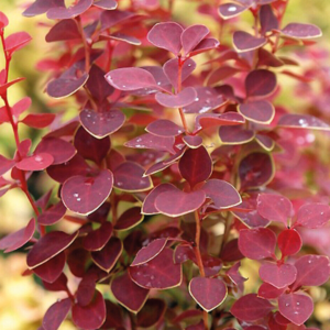 Berberis thunbergii Chiquita