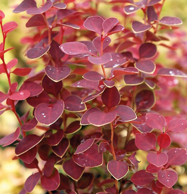 Berberis thunbergii Chiquita