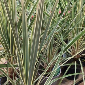 Cordyline australis Torbay Dazzler