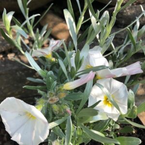 Convolvulus cneorum