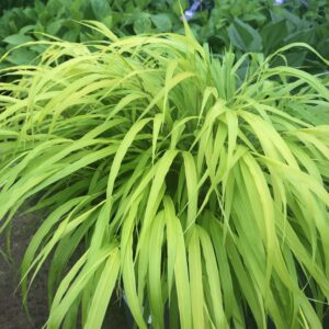 Hakonechloa macra Sunflare