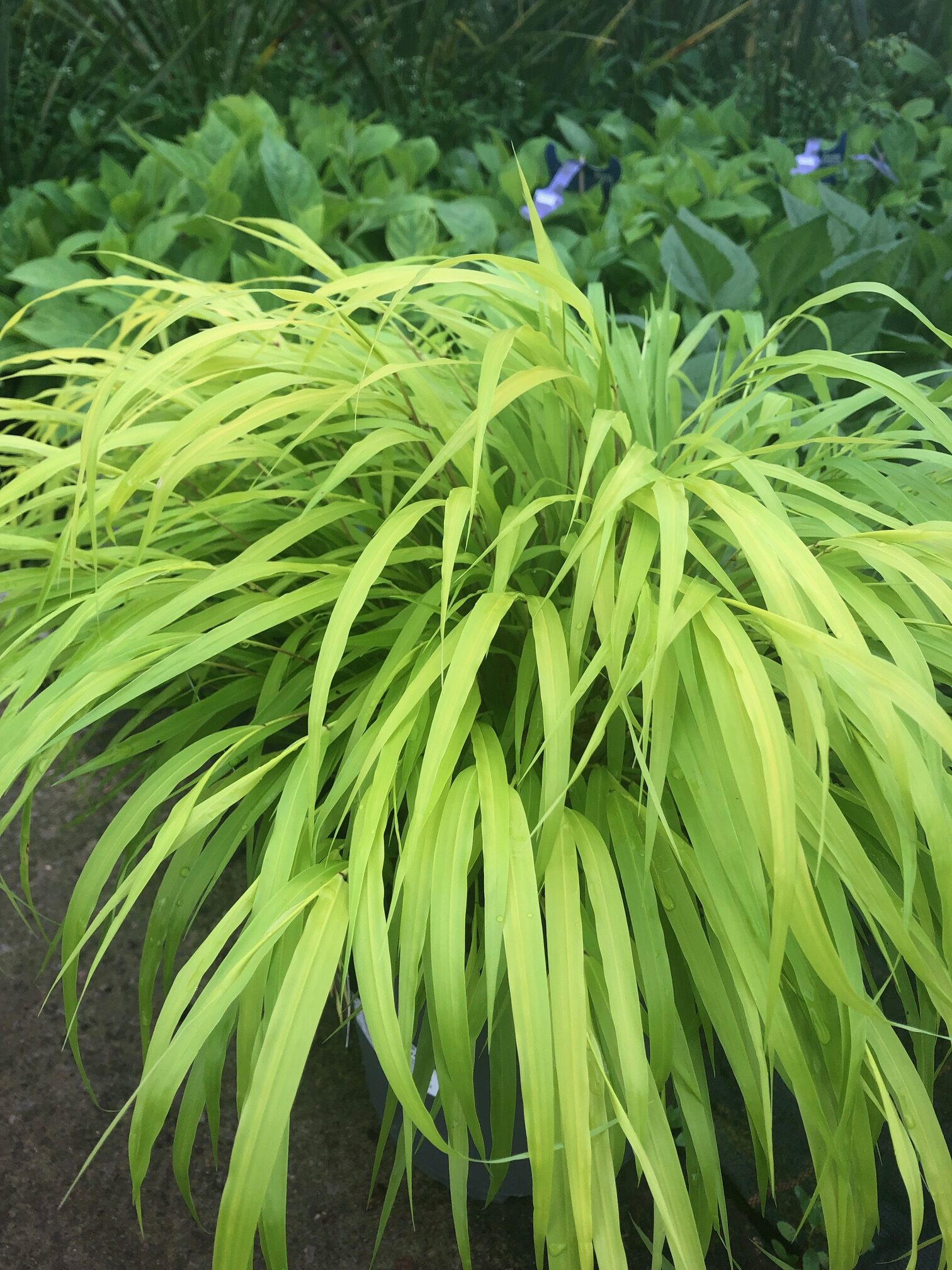 Hakonechloa macra Sunflare Woodfields Nursery