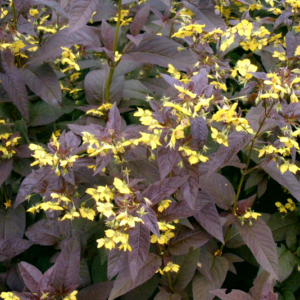 Lysimachia Firecracker