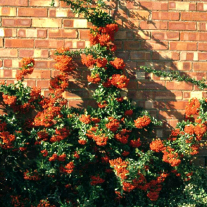 Pyracantha Orange Glow