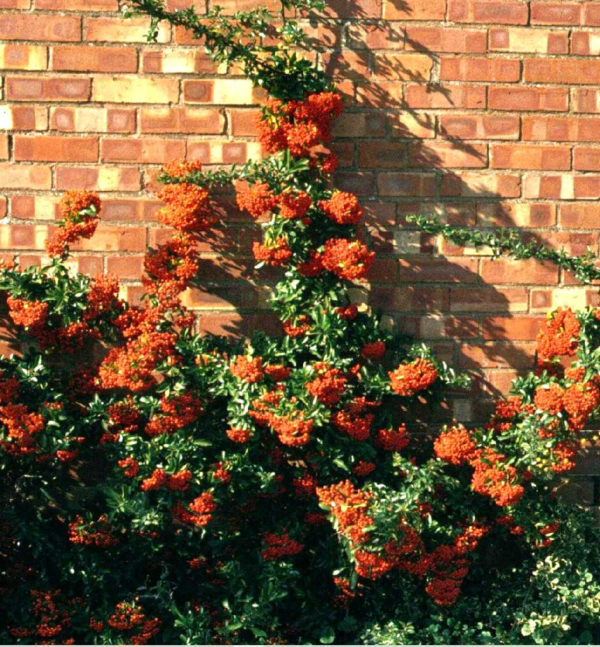 Pyracantha Orange Glow